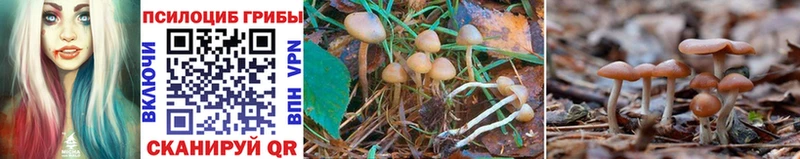 Галлюциногенные грибы Psilocybe  Стерлитамак 